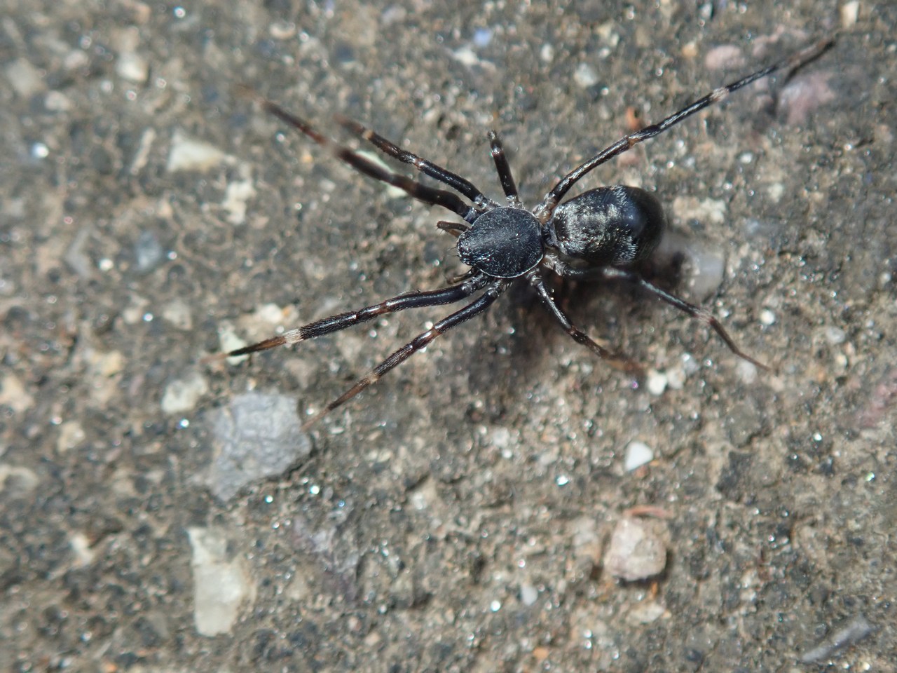 Liophrurillus flavitarsis